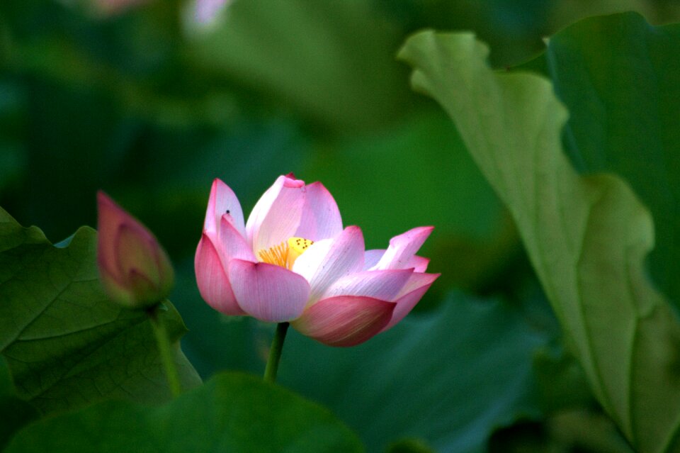 Buddhism emerald green plant