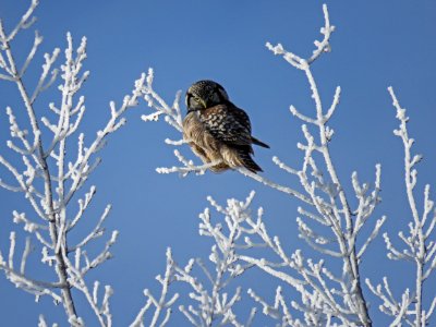 brown owl perched on leafless tree at daytime photo