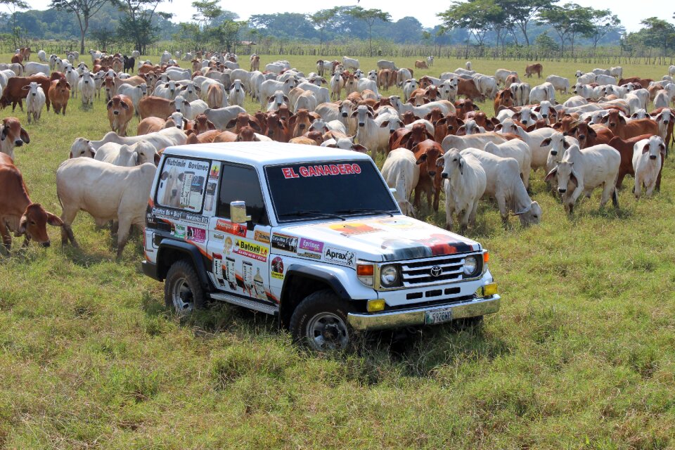 Livestock bovine nature