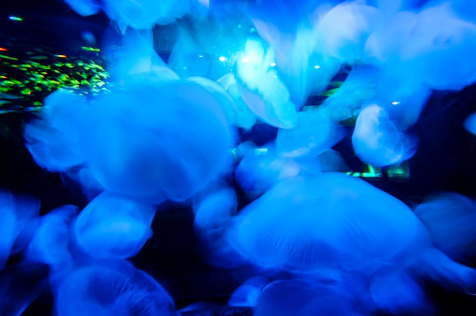 Vancouver aquarium, Vancouver, Canada