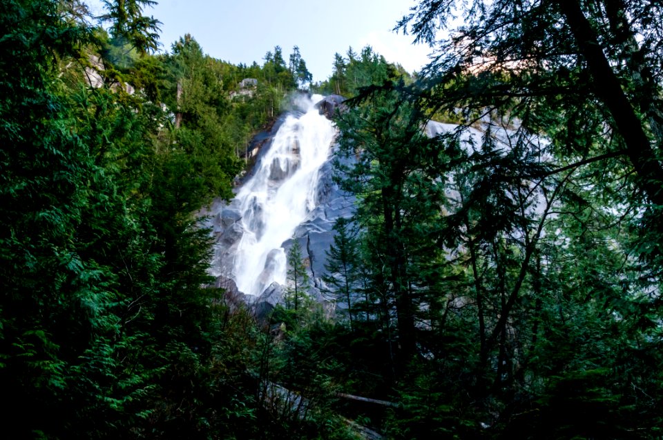 Shannon falls, Canada, Pine trees