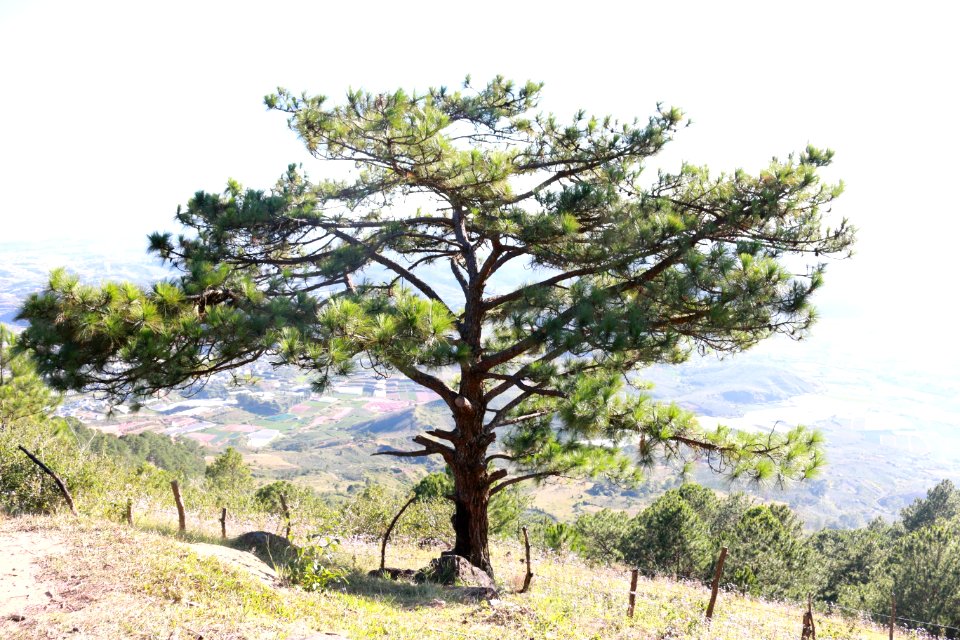 Hill, Tree