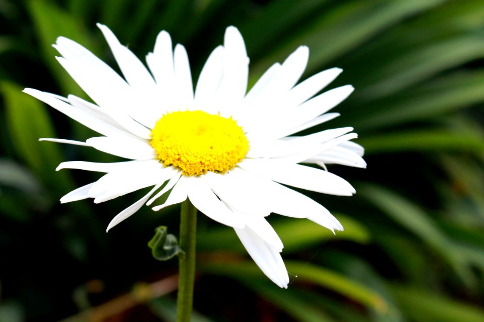 Tp.    l t, Vietnam, Daisy