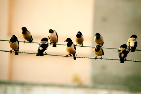ten birds sits on wire