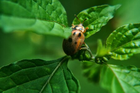 Garden bugs el salvador