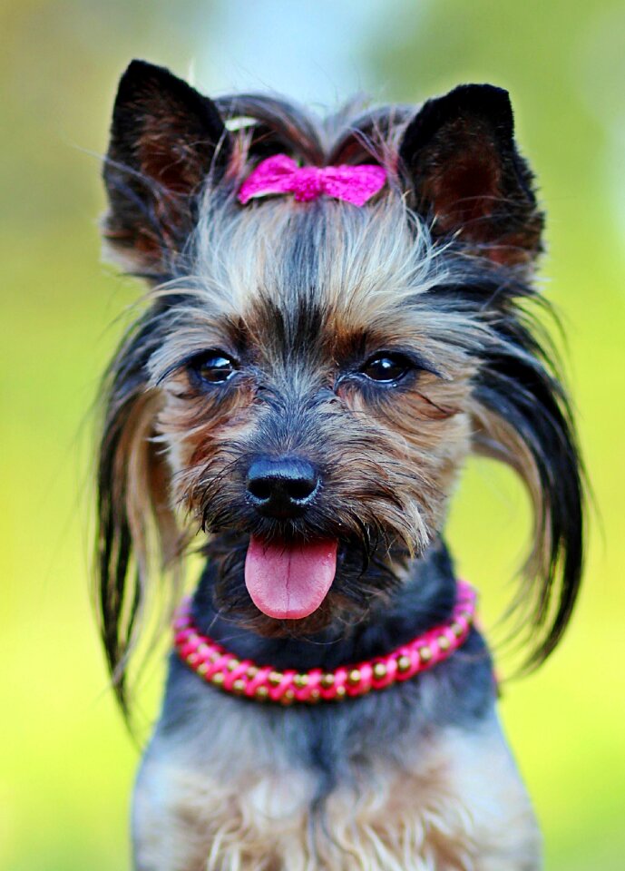 Dog fashionable csattos
