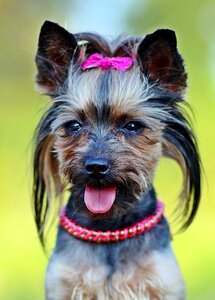 Dog fashionable csattos