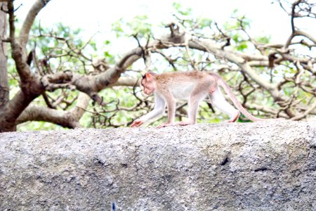 Forest, Animal, Monkey