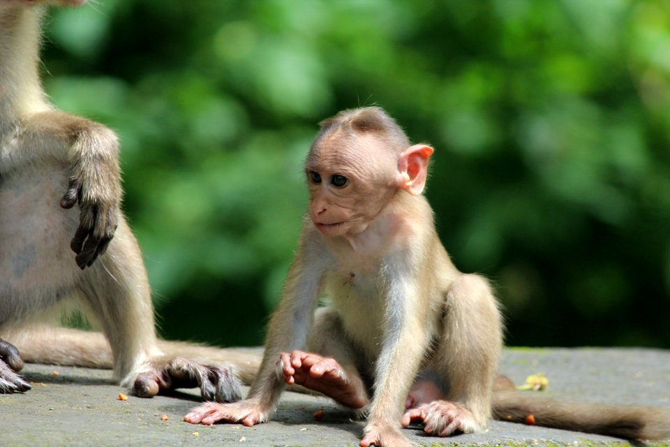 Sanjay g, Hi national park, Mumbai