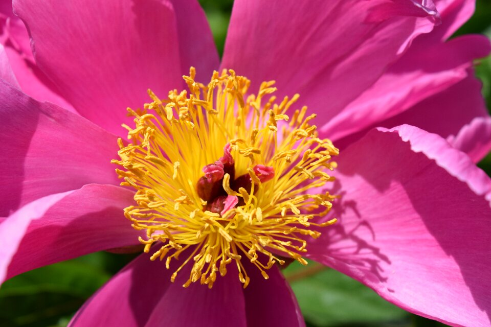 Flower summer pink