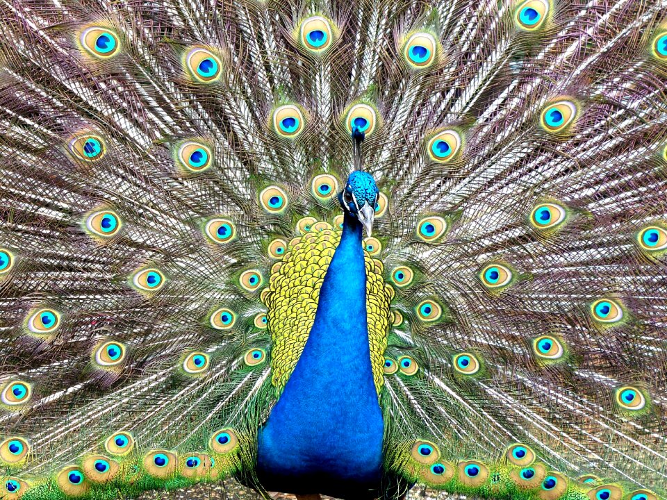 Nature blue green