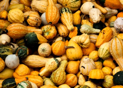 assorted-color gourds photo