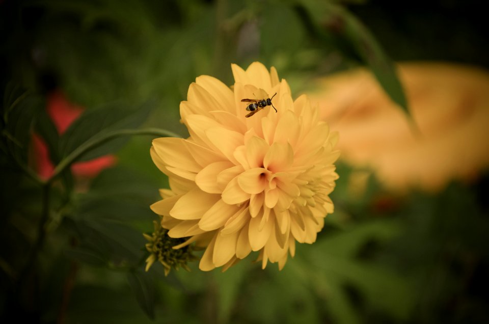 Os lake, Canada, Bee