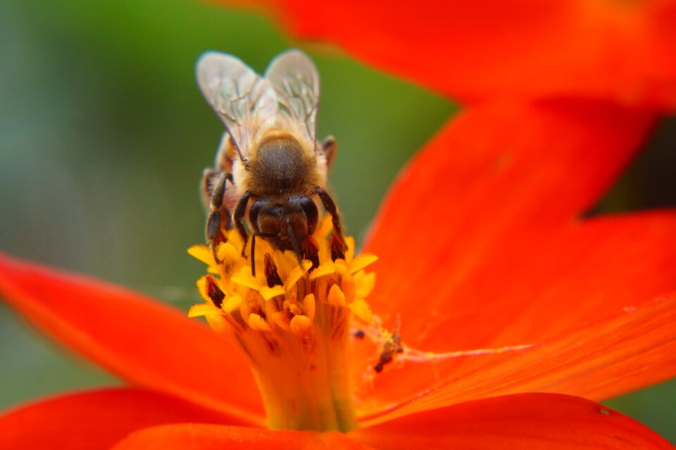 Flowers insect pollen