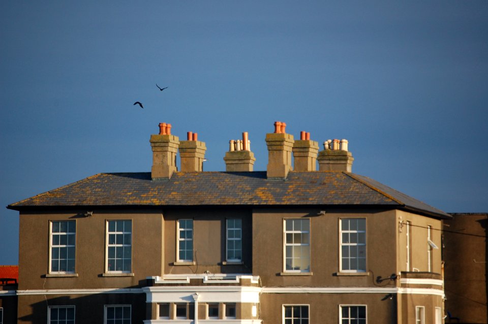 Irel, Greystones, Birds