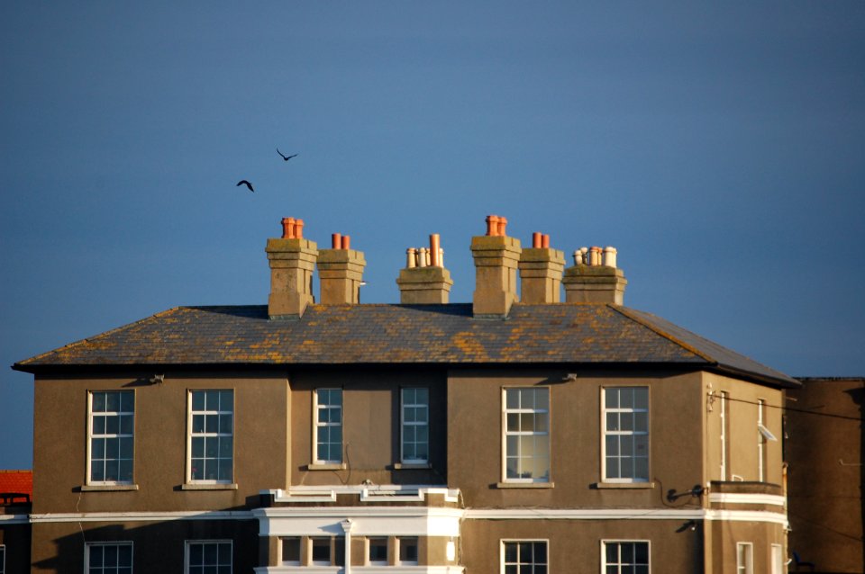 Irel, Greystones, Birds photo