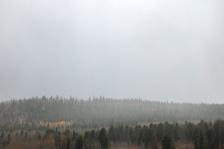 foggy forest during daytime photo