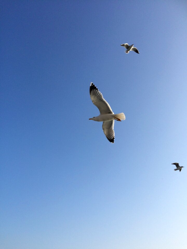 Bird istanbul sky