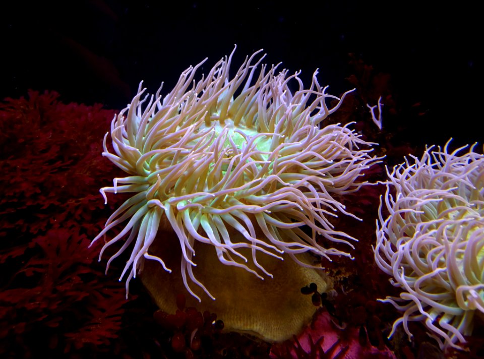 Anemone