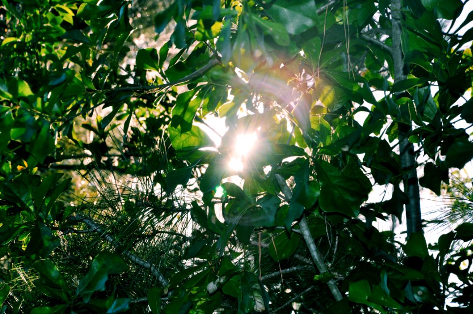 The woodl, United states, Forest
