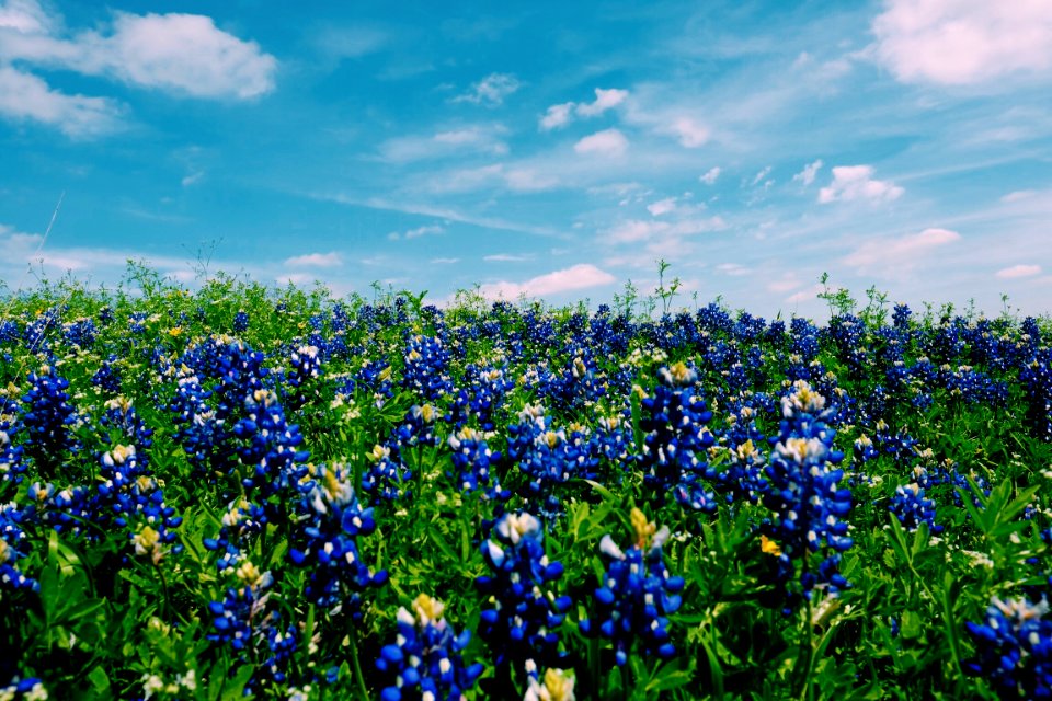 blue petaled flowers under white clouds photo