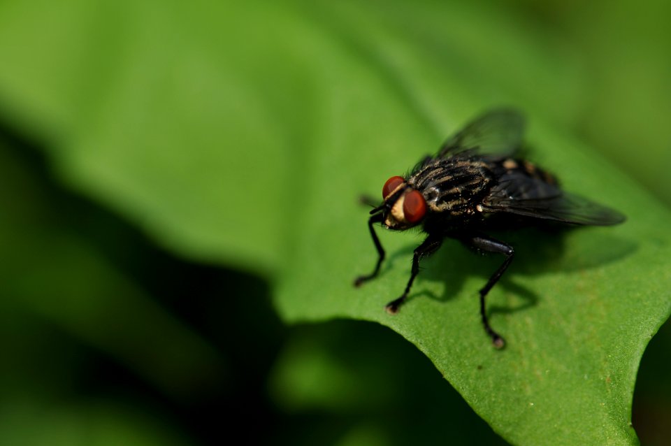focus photography of black fly