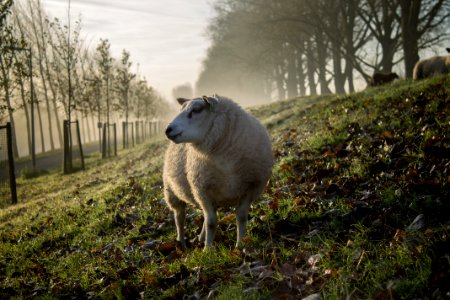 beige sheep photo