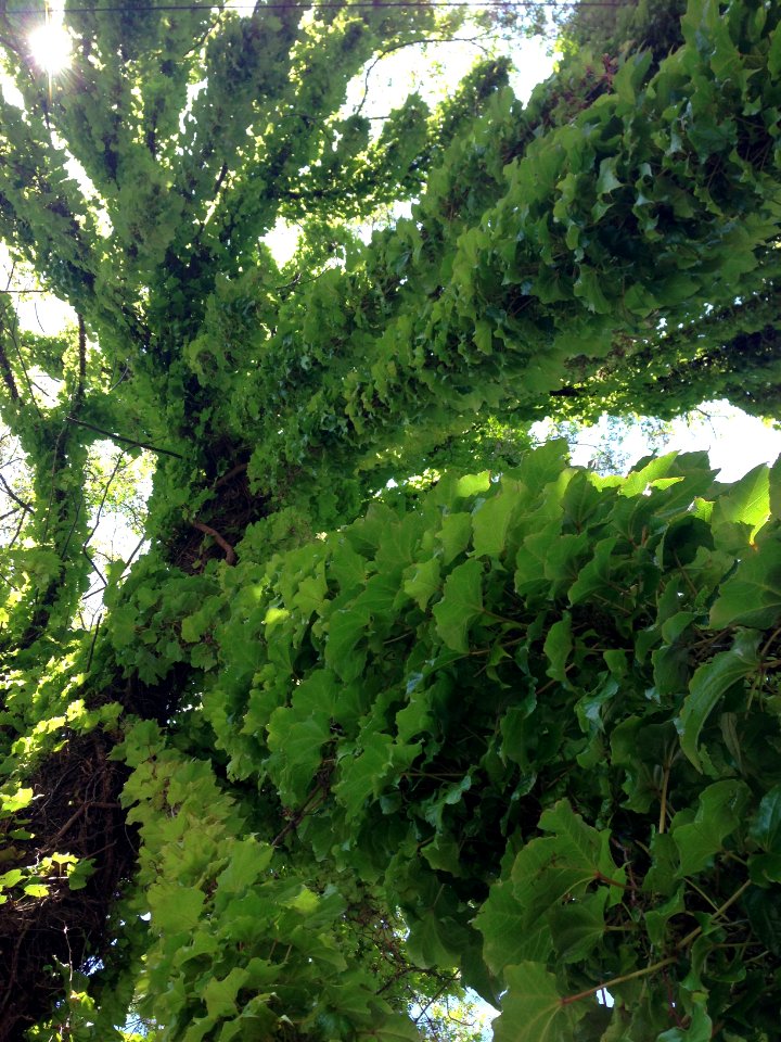 Argentina, Martnez, Climbingplant