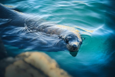 sealion swimming in water photo