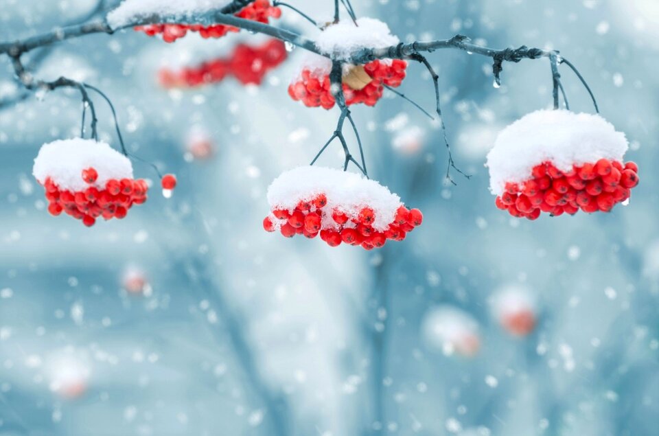 Plant weather nature