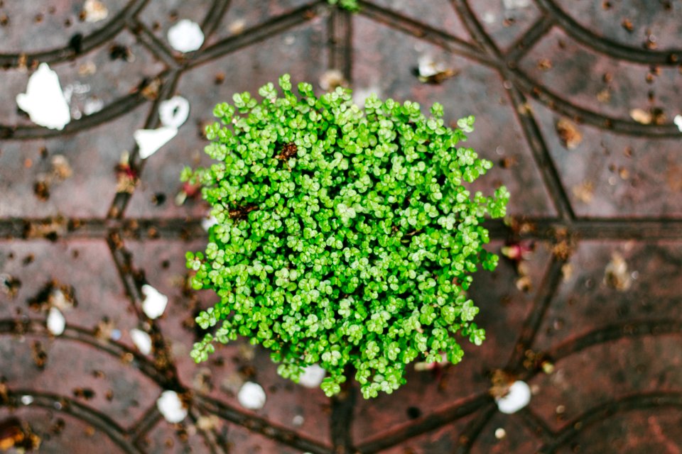 green plant on top of brown surface