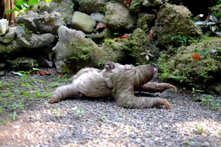 two chimpanzee lying on soil at daytime photo