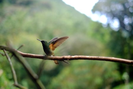 hummingbird perching on branch photo
