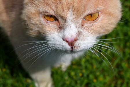 Domestic cat nature head