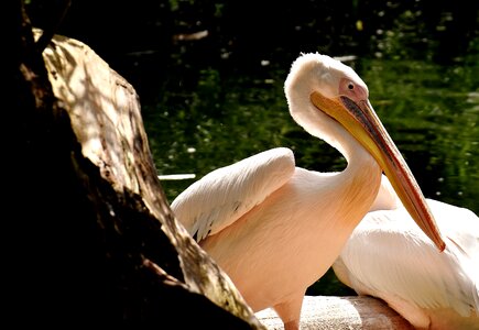 Birds animal plumage