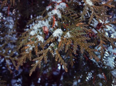 Snow, Tree, Minsk