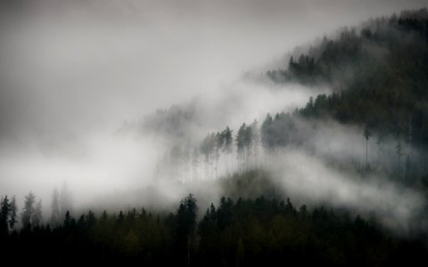 trees with fog photo