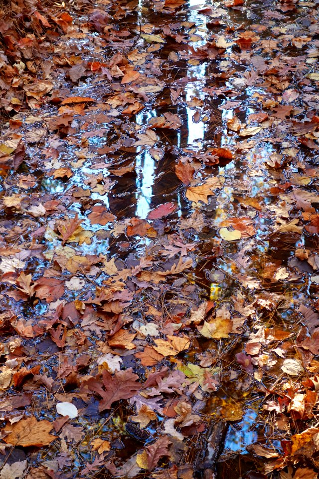 Leaves, Tree, Stream