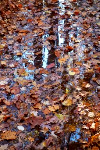 Leaves, Tree, Stream