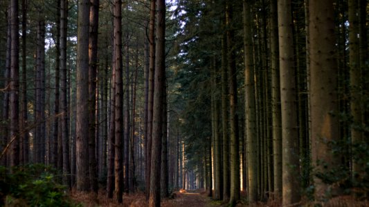 Ringham, Ringham estate, United kingdom