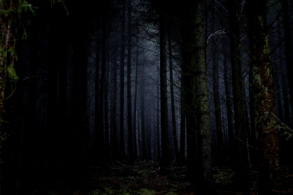 photography of forest