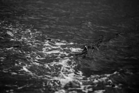 Foam, Sea, Waves photo