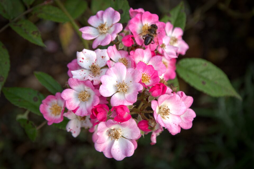 Bloom pink red