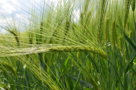 Green wheat close up wheat grains