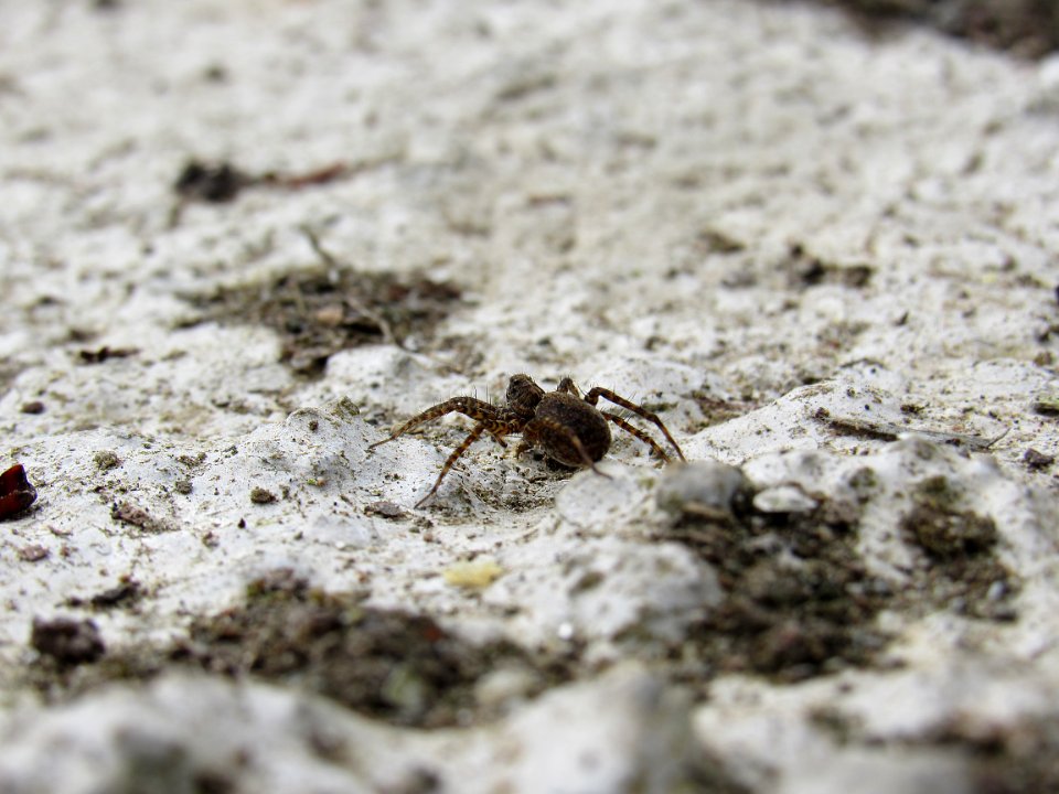 Fauna, Animal, Insect