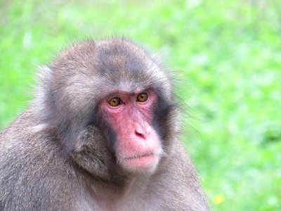 Monkey, Macaque photo