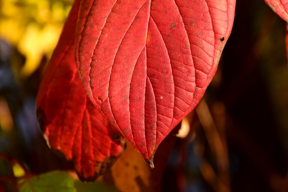 Fall color leaf red