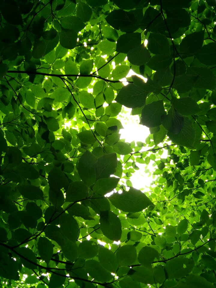 Natural plant green leaf