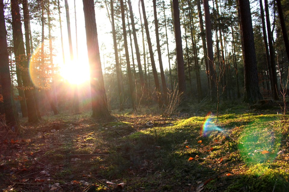 Light, Sunbeam, Trees