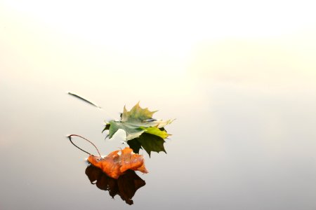 selective focus photo of green and orange maple leaves